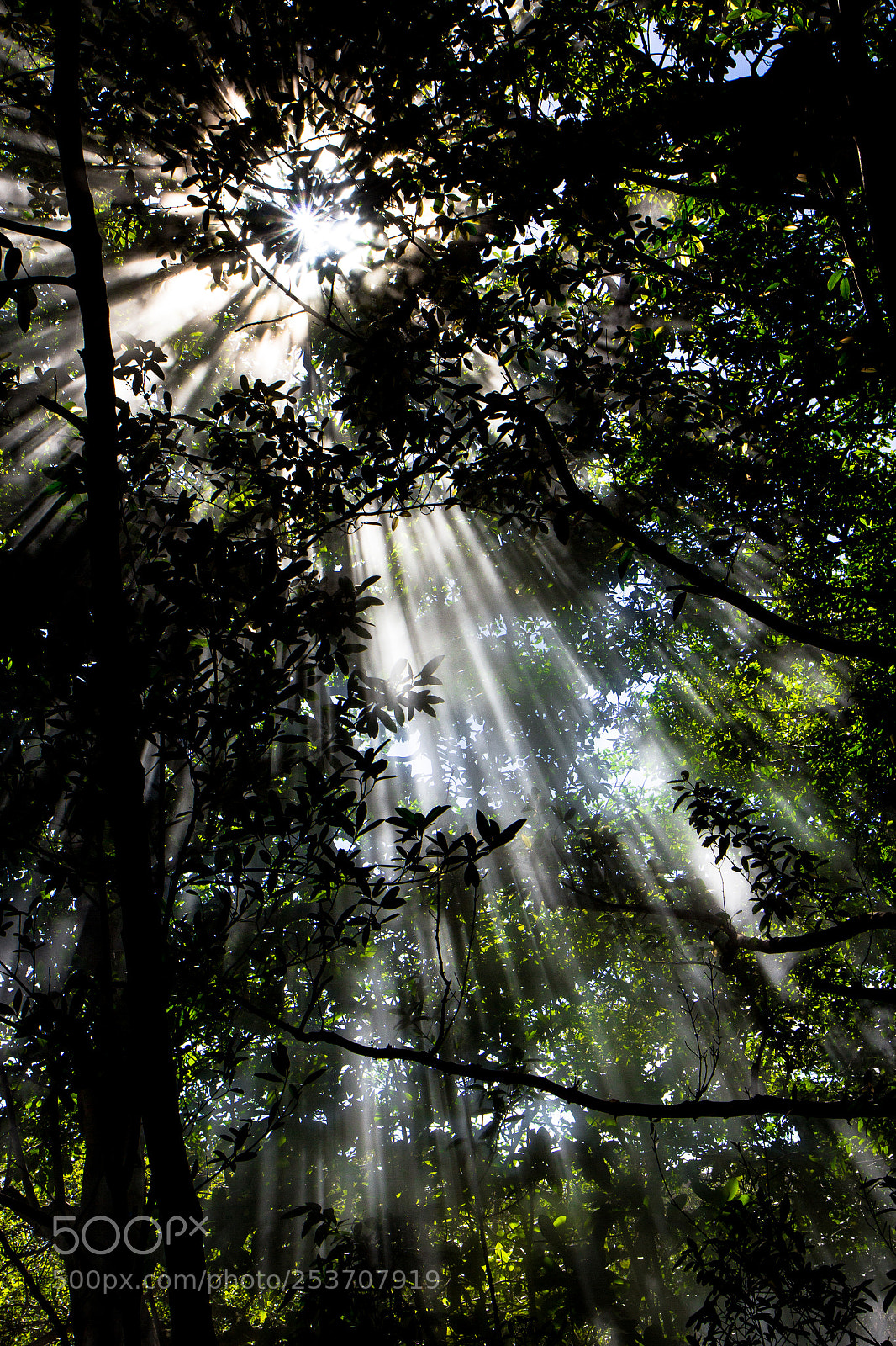 Canon EOS 60D sample photo. Forrest photography