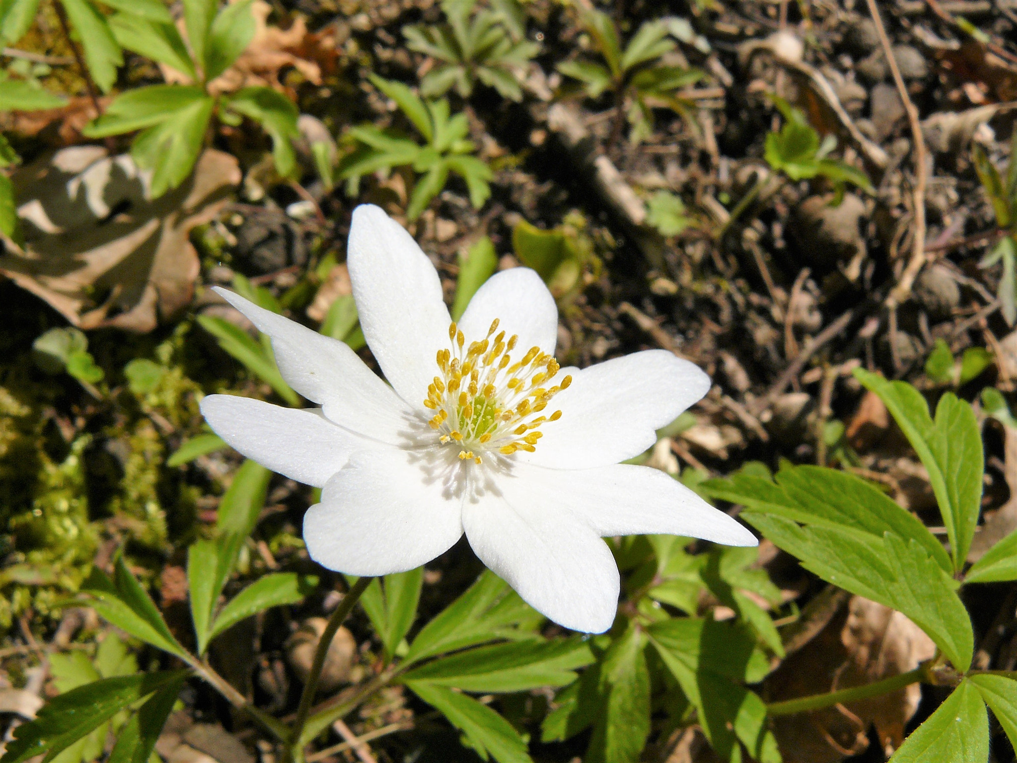 Panasonic DMC-FZ8 sample photo. Anemone nemorosa photography