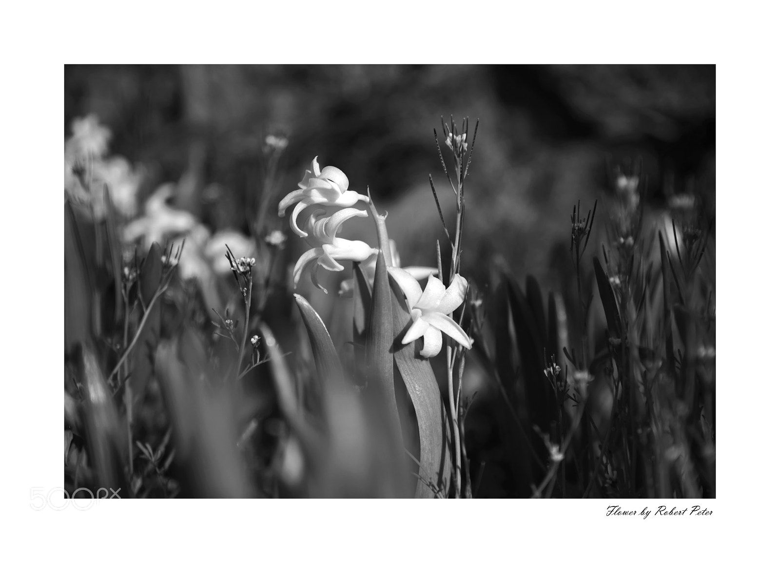 Nikon D5300 sample photo. Spring flowers photography