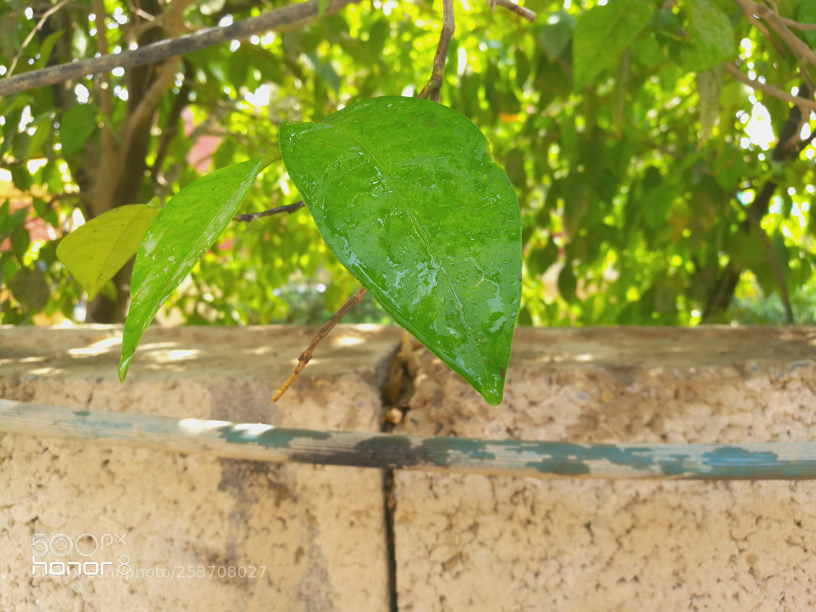 HUAWEI Honor 8 sample photo. Untitled photography