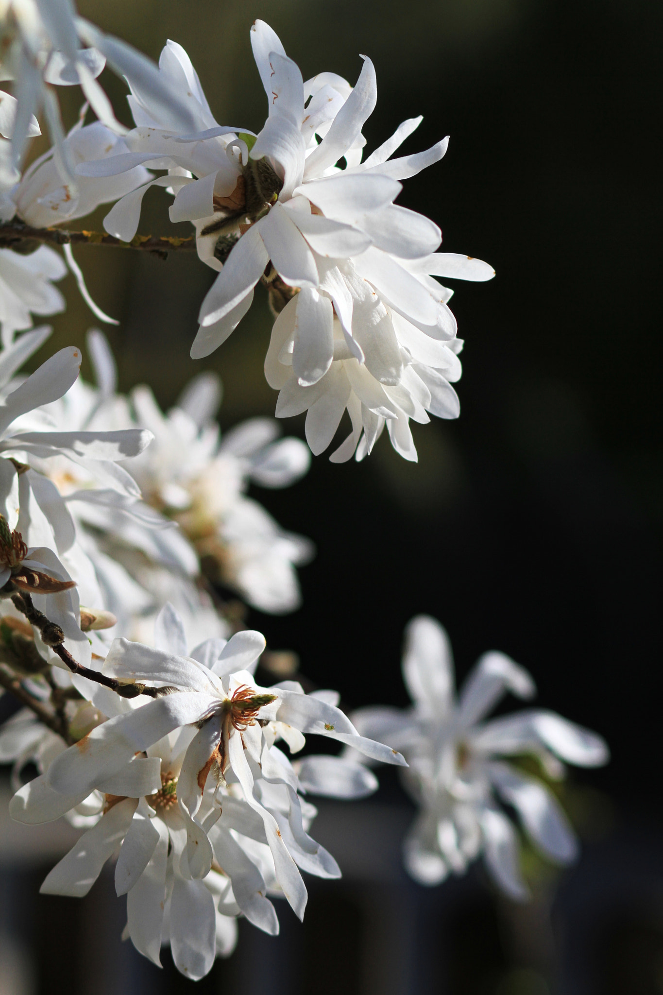 Canon EOS 7D + Canon EF 85mm F1.8 USM sample photo. Sternmagnolia photography