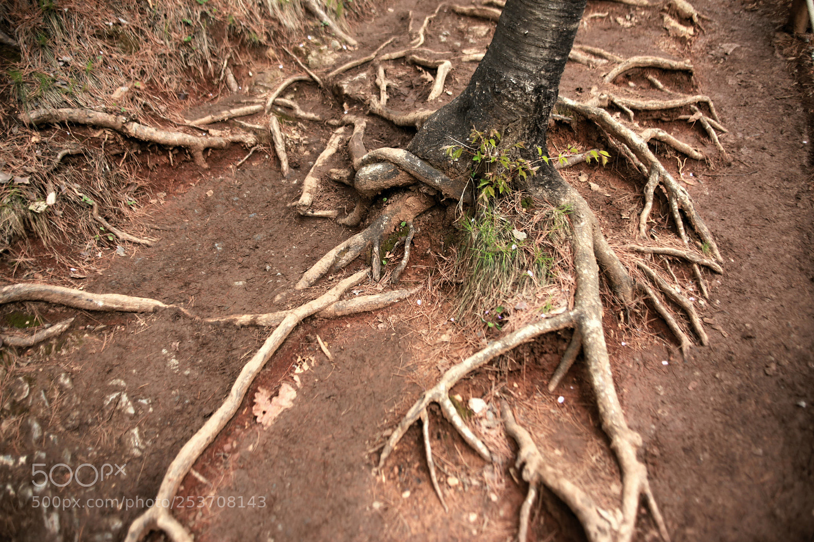 Canon EOS 5D Mark II sample photo. Roots photography