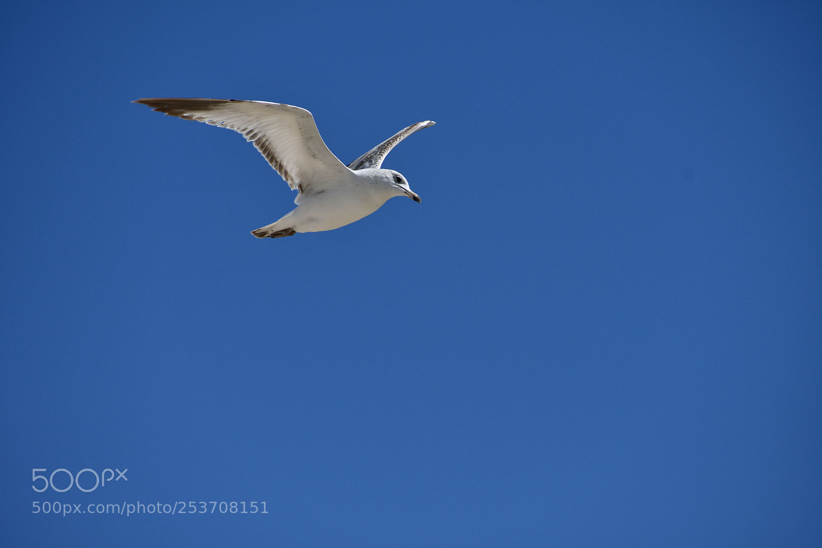 Nikon D7500 sample photo. Sky cruising photography
