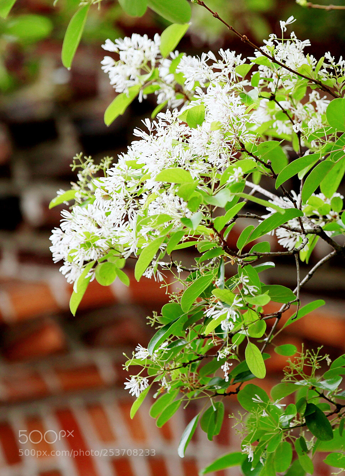 Canon EOS 5D Mark II sample photo. Tassels tree with a photography