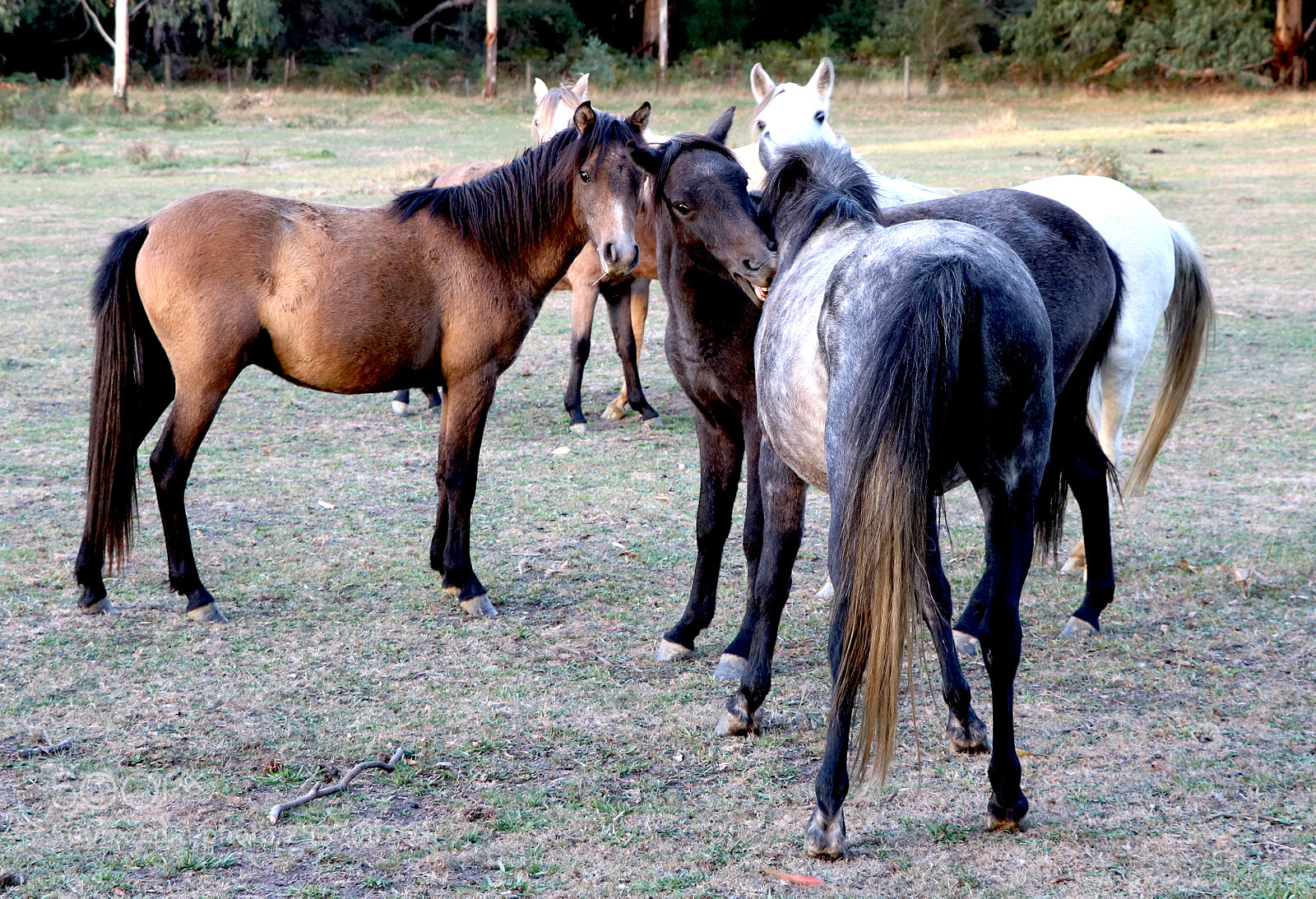 Canon EOS 80D sample photo. Secret horse business photography