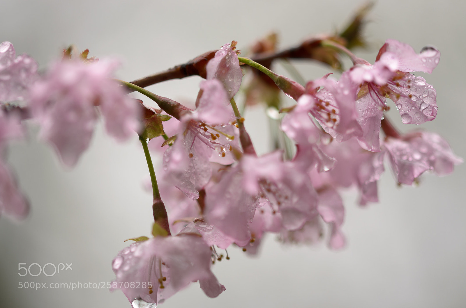 Nikon D5100 sample photo. Blossom lady photography