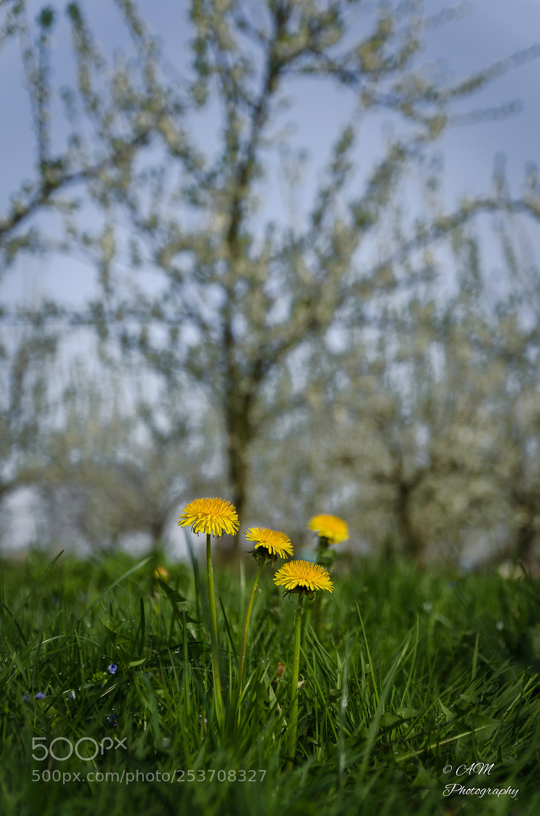 Nikon D5100 sample photo. Gelbe ll wenzahn-bl te photography