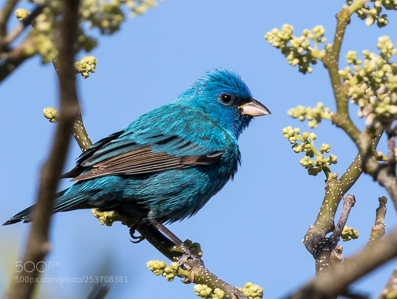 Canon EOS 7D Mark II sample photo. Indigo bunting photography