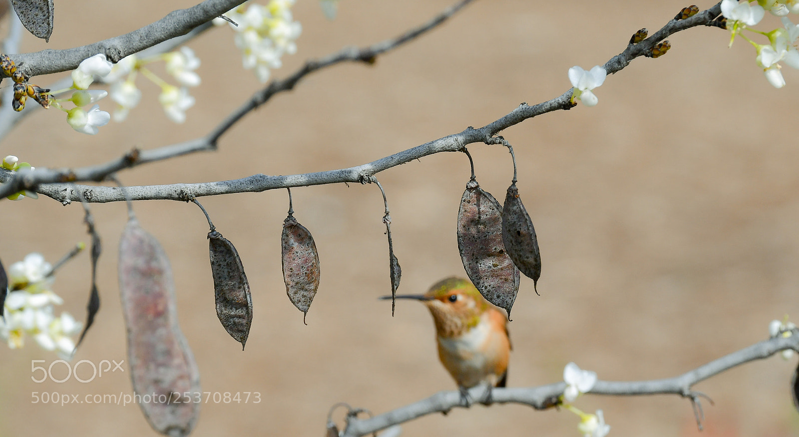 Nikon D7500 sample photo. Hummer photography