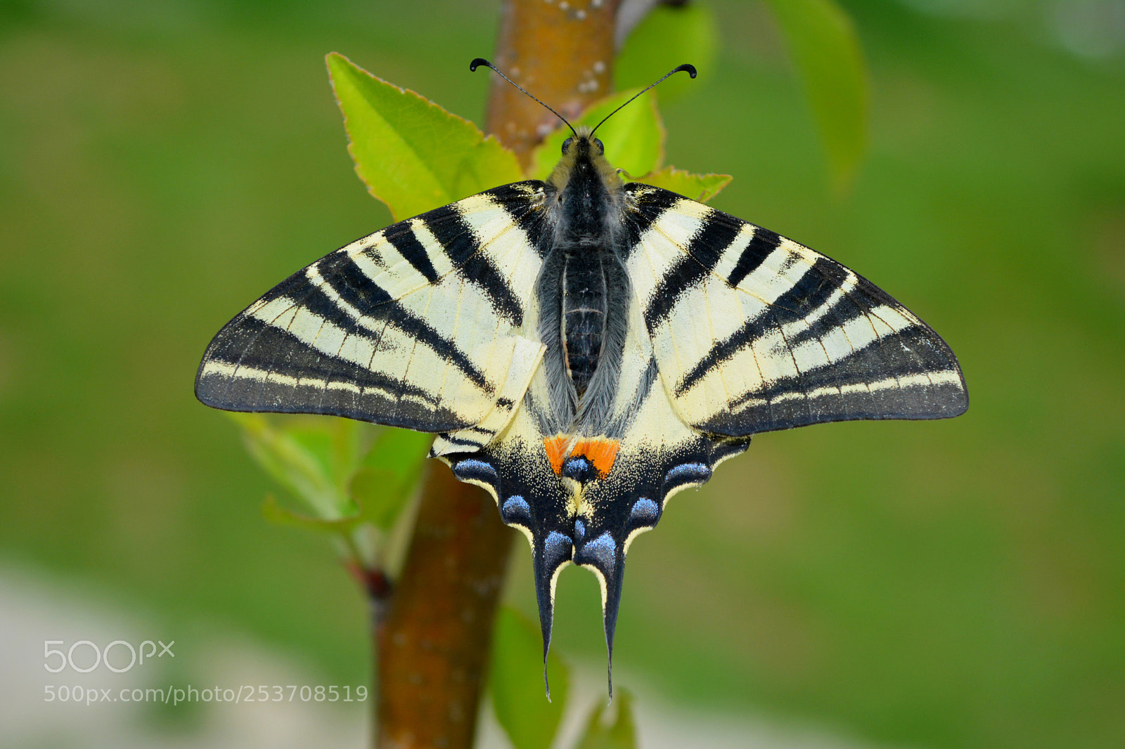 Nikon D5200 sample photo. Swallow tail photography