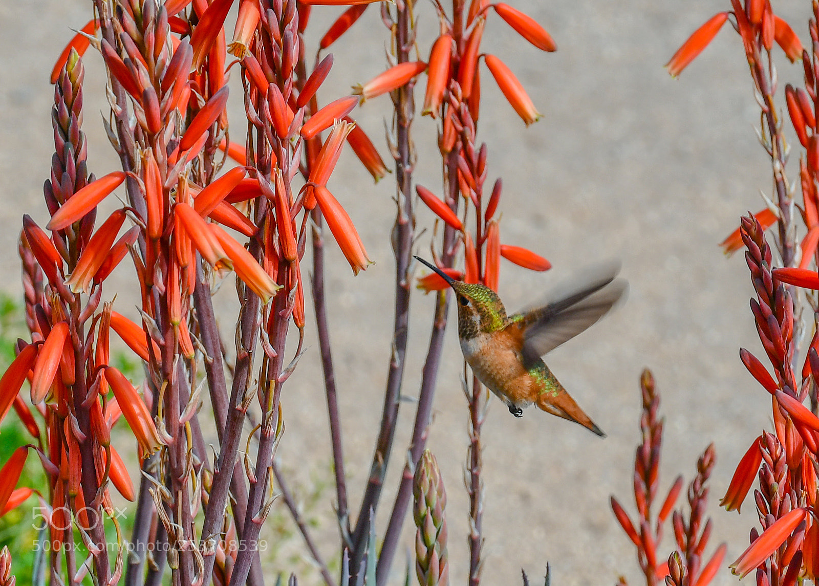 Nikon D7500 sample photo. Hummer 2 photography