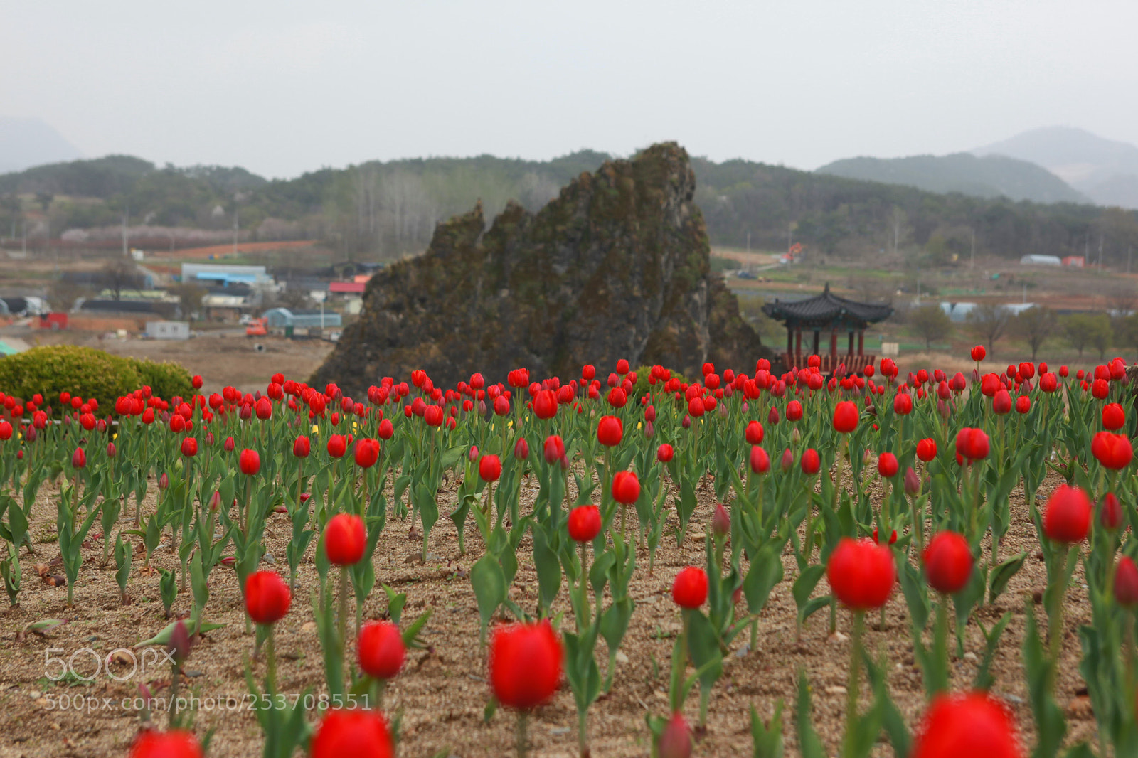 Canon EOS 5D Mark II sample photo. Dodamsambong with tulip photography