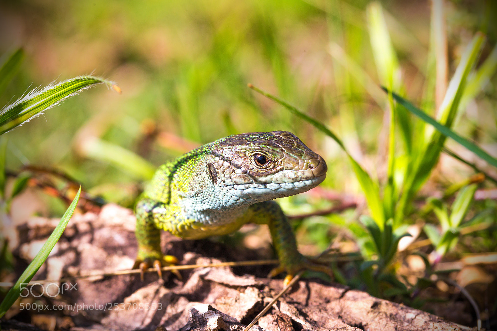 Canon EOS 6D sample photo. Emerald lizard photography