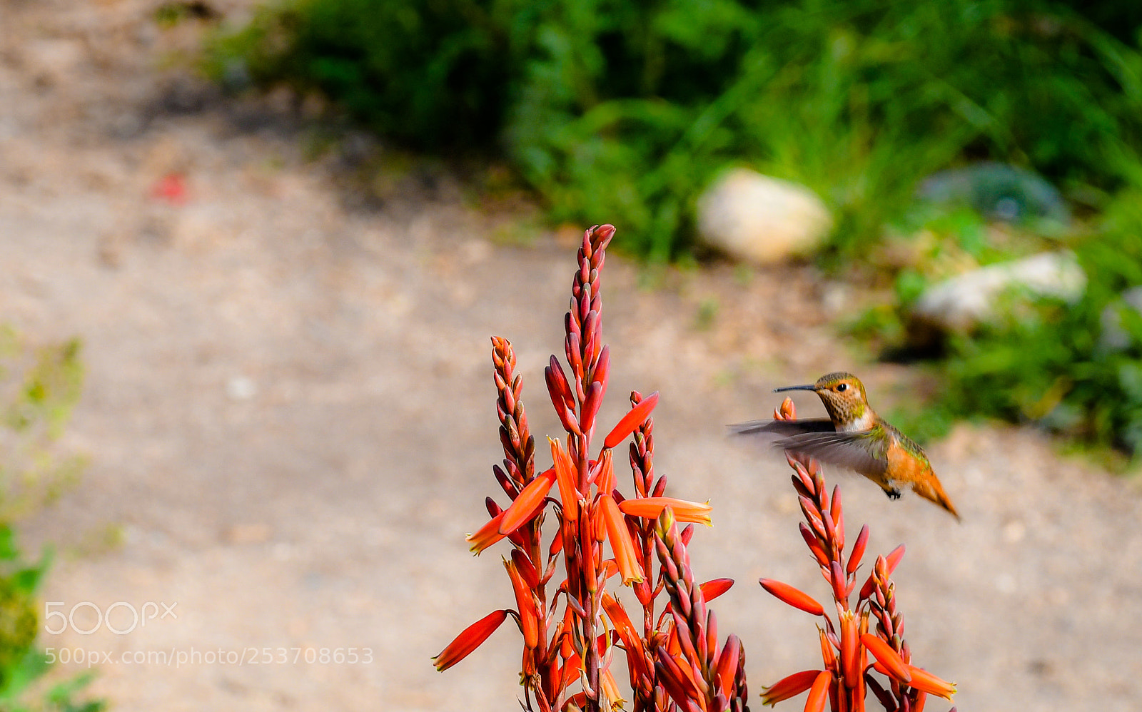 Nikon D7500 sample photo. Hummer 3 photography