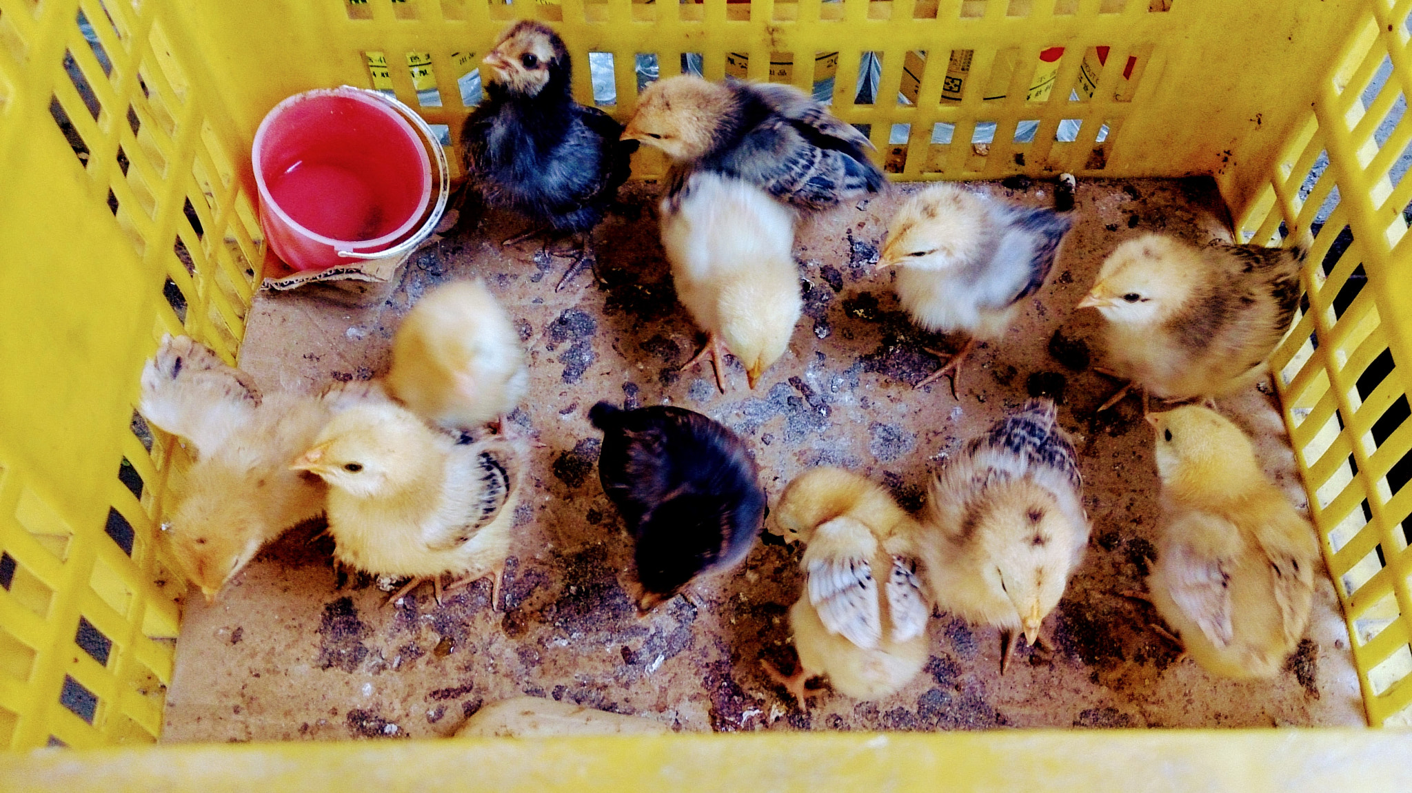 Sony Xperia Z sample photo. Chicks photography