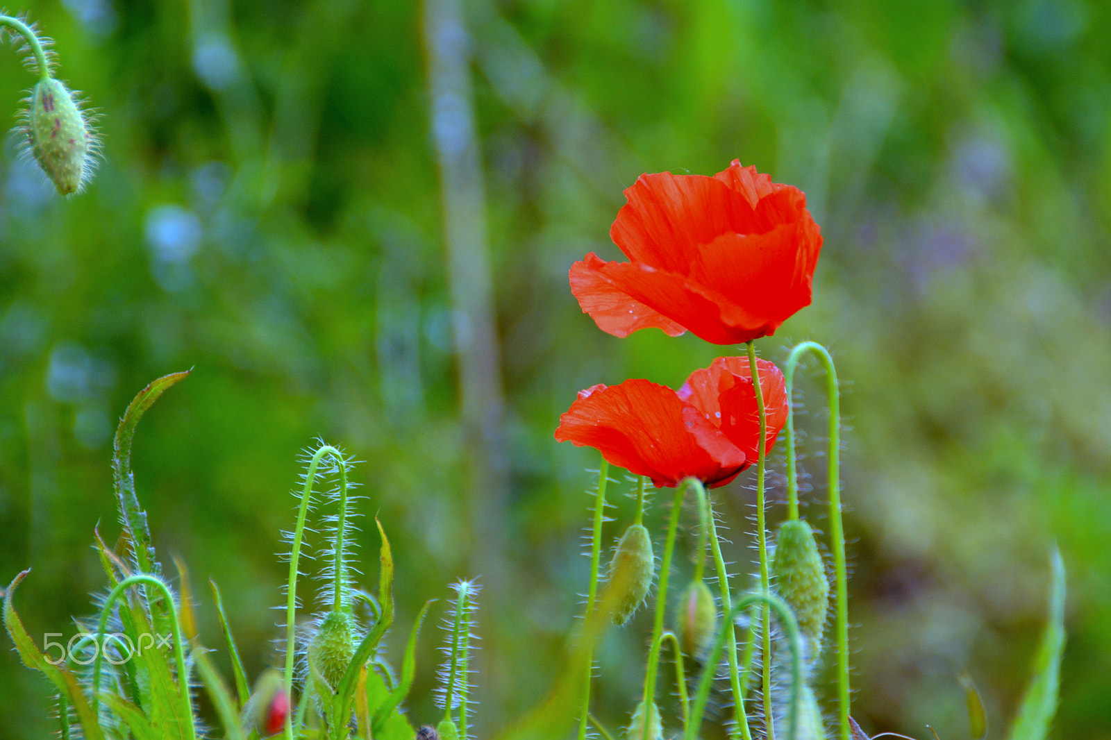 Nikon D3100 sample photo. Papoilas photography