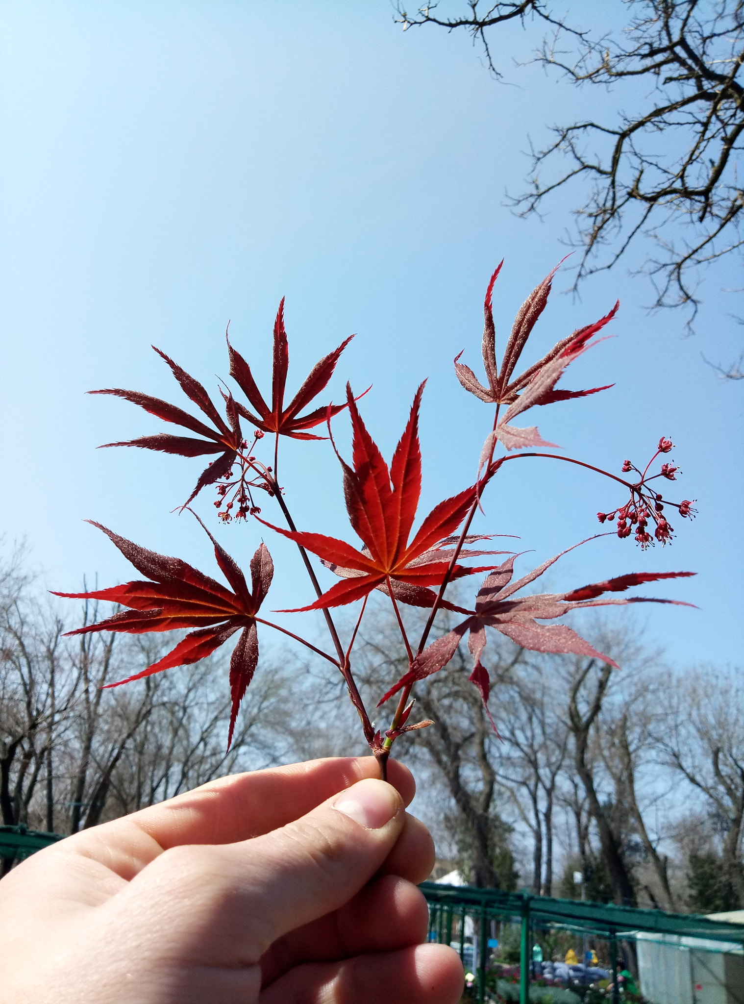 Meizu M3 Max sample photo. Acer photography