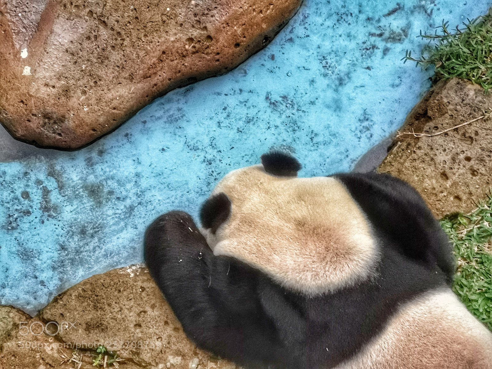 HUAWEI CLT-L29 sample photo. Panda photography