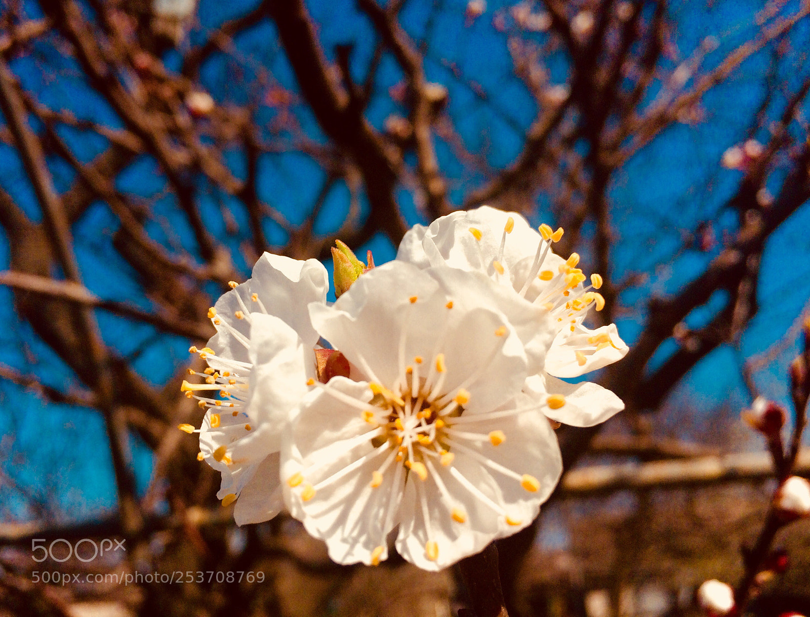 Apple iPhone 5s sample photo. Untitled photography
