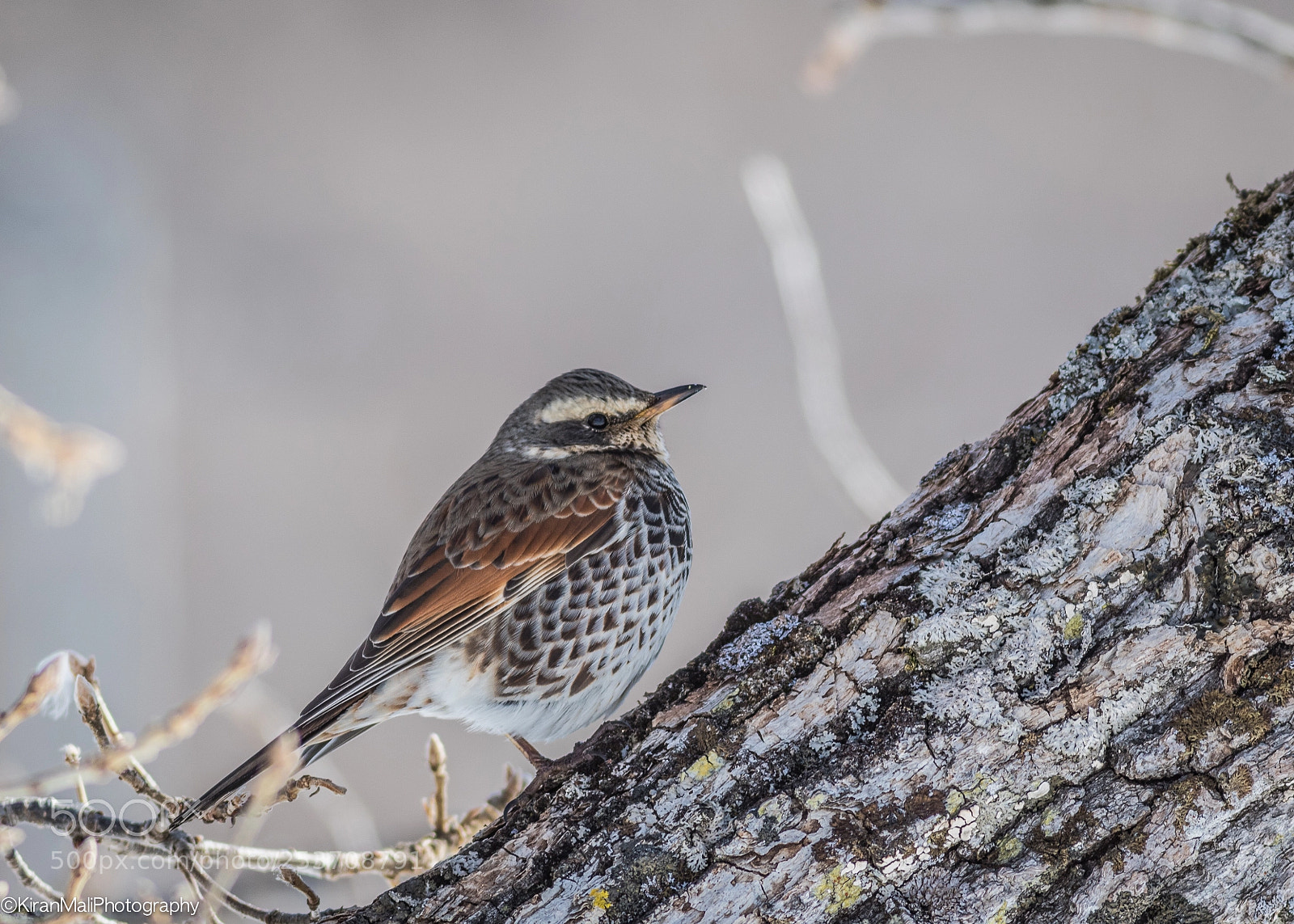 Canon EOS 7D Mark II sample photo. Dusky thrush photography