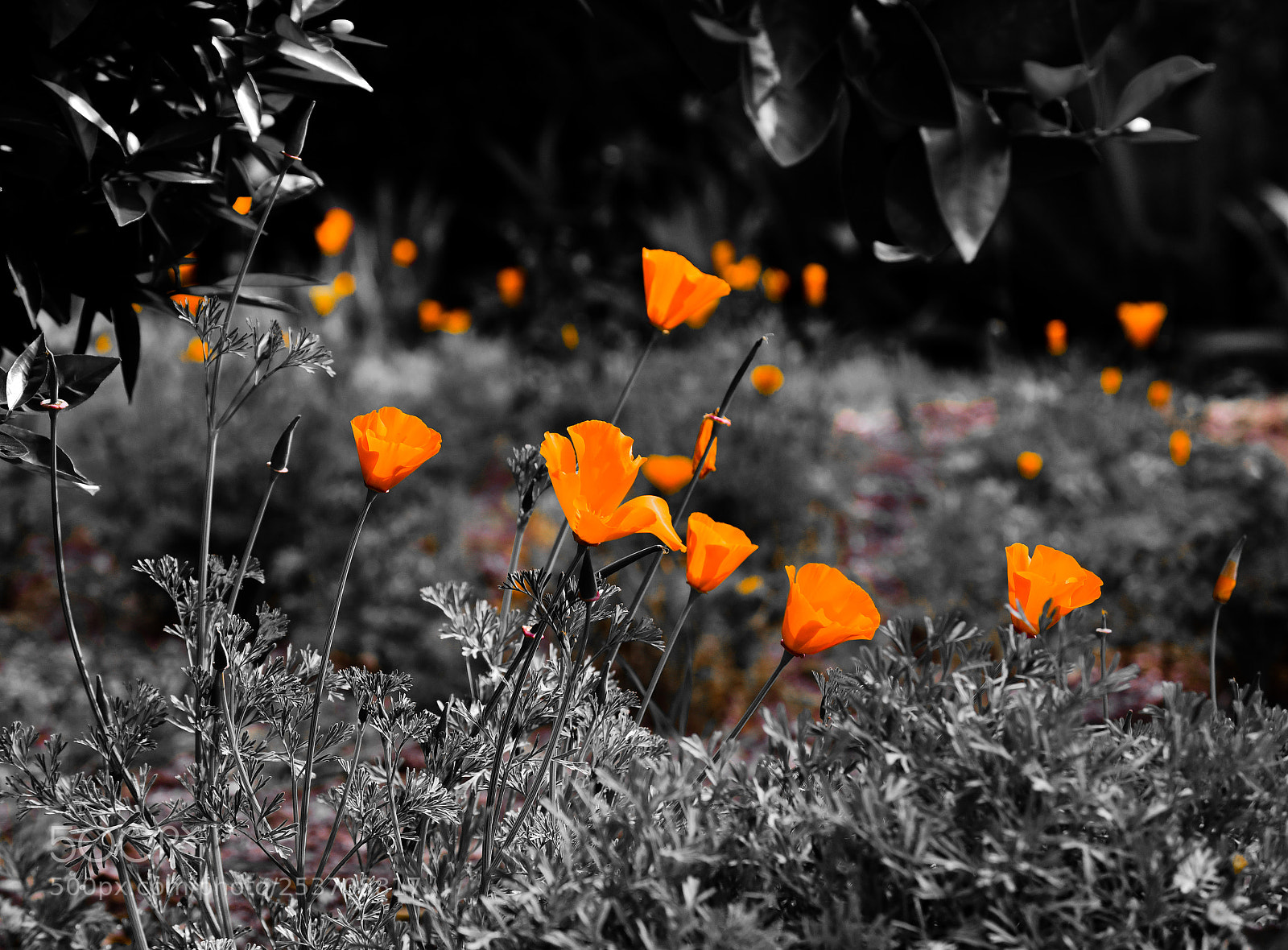 Nikon D7500 sample photo. Poppies in monochrome photography
