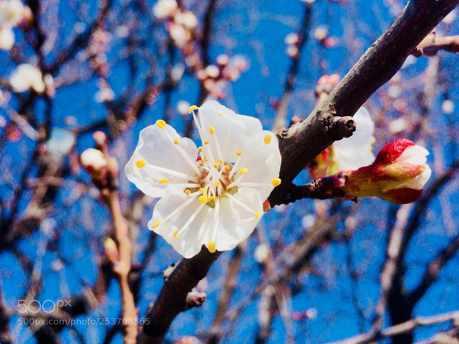 Apple iPhone 5s sample photo. Untitled photography