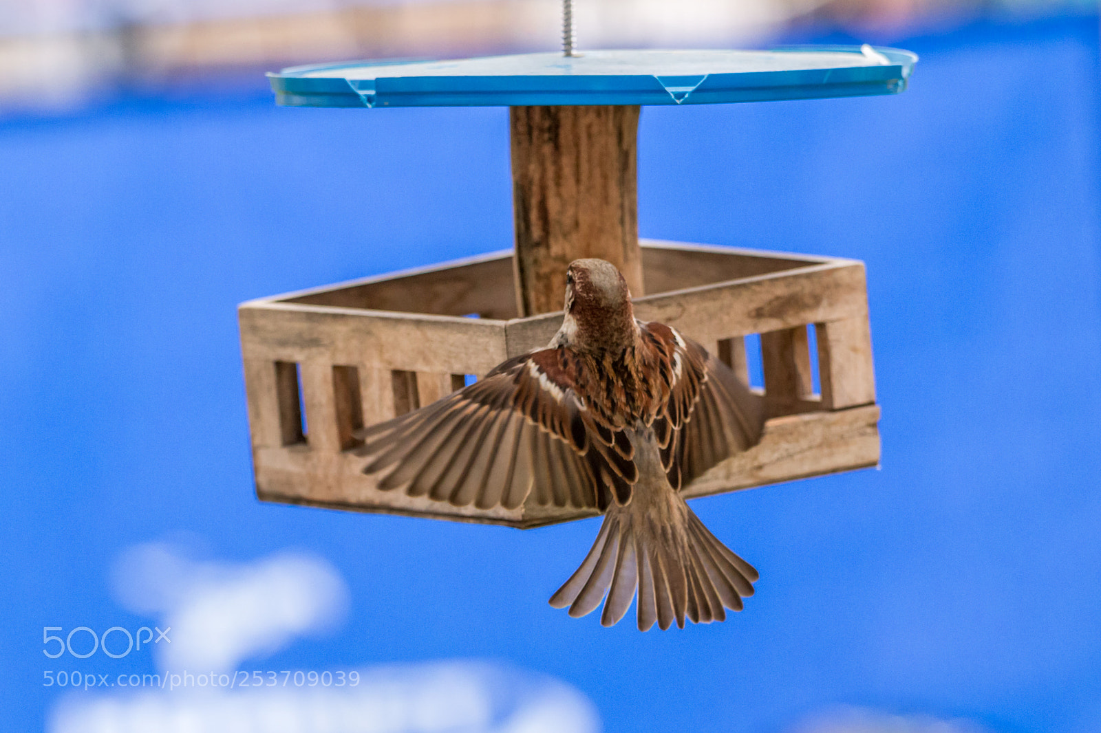 Canon EOS 70D sample photo. Flying photography