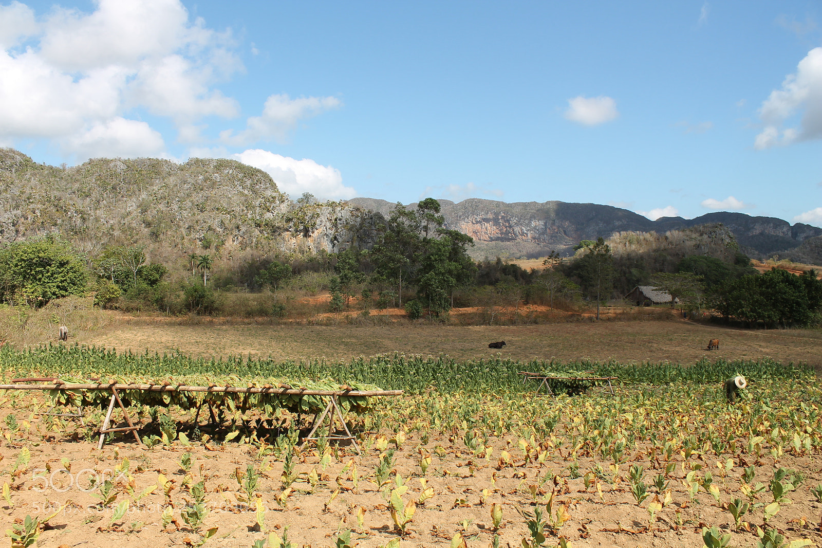 Canon EOS 1100D (EOS Rebel T3 / EOS Kiss X50) sample photo. Plantación de tabaco photography