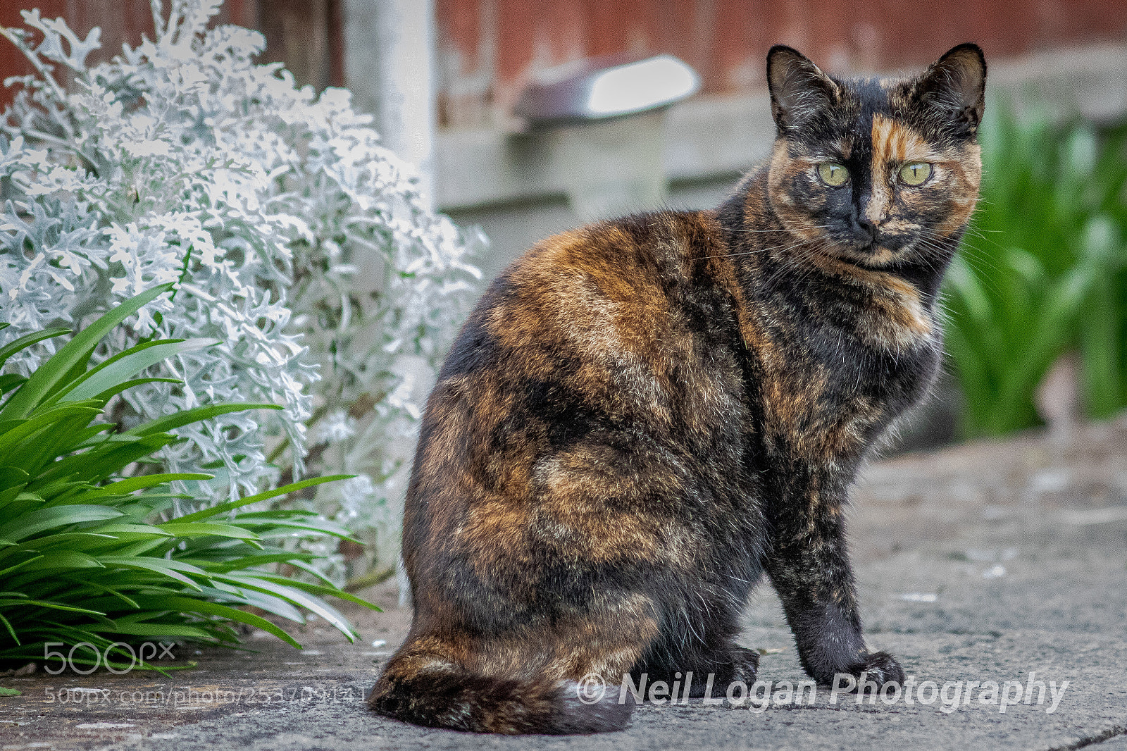 Canon EOS 750D (EOS Rebel T6i / EOS Kiss X8i) sample photo. Untitled photography