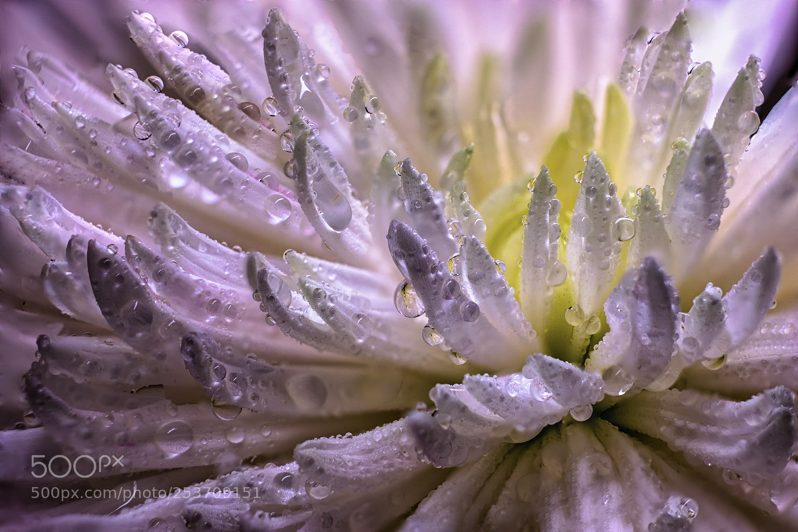 Fujifilm X-T20 sample photo. Flower photography