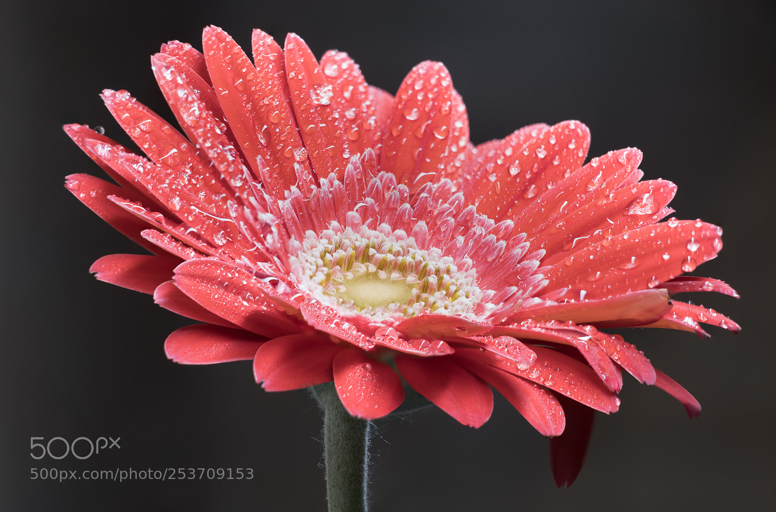 Fujifilm X-T20 sample photo. Flower photography