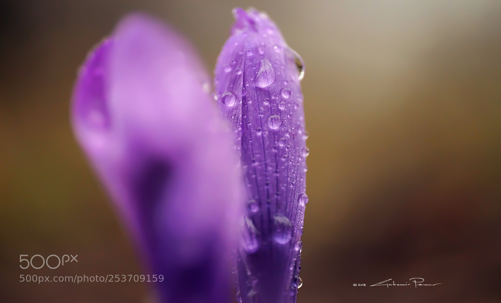 Fujifilm X-T1 sample photo. Purple drops photography