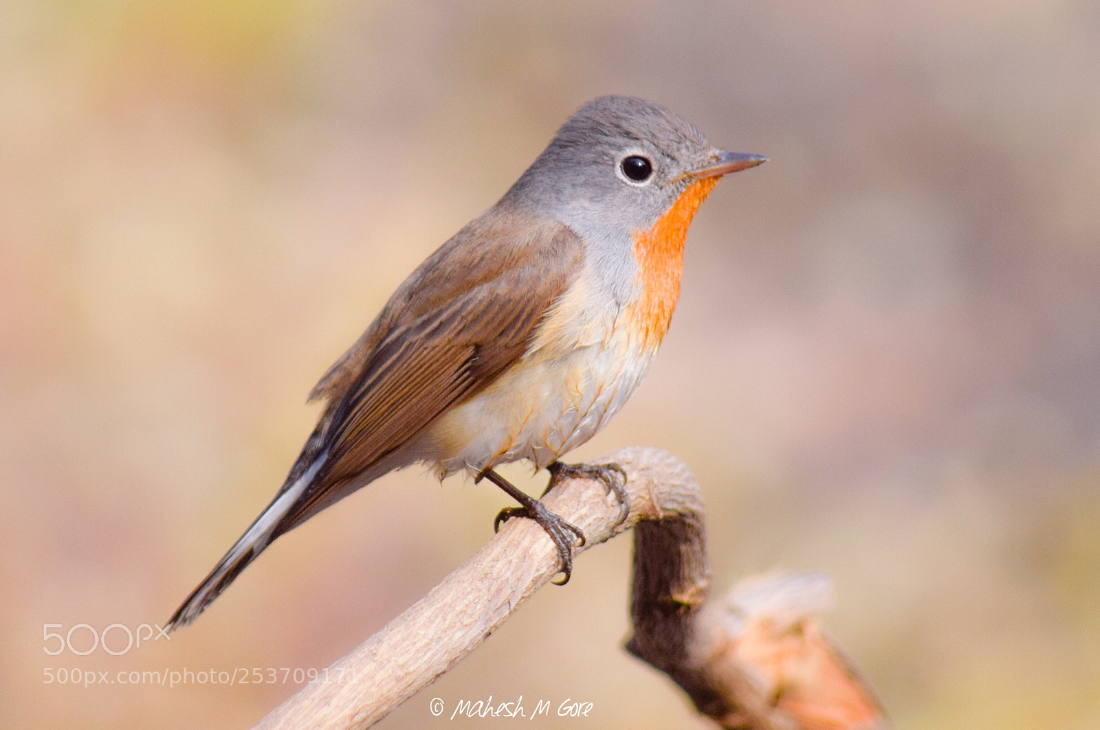 Nikon D5300 sample photo. Residents of valley- red photography