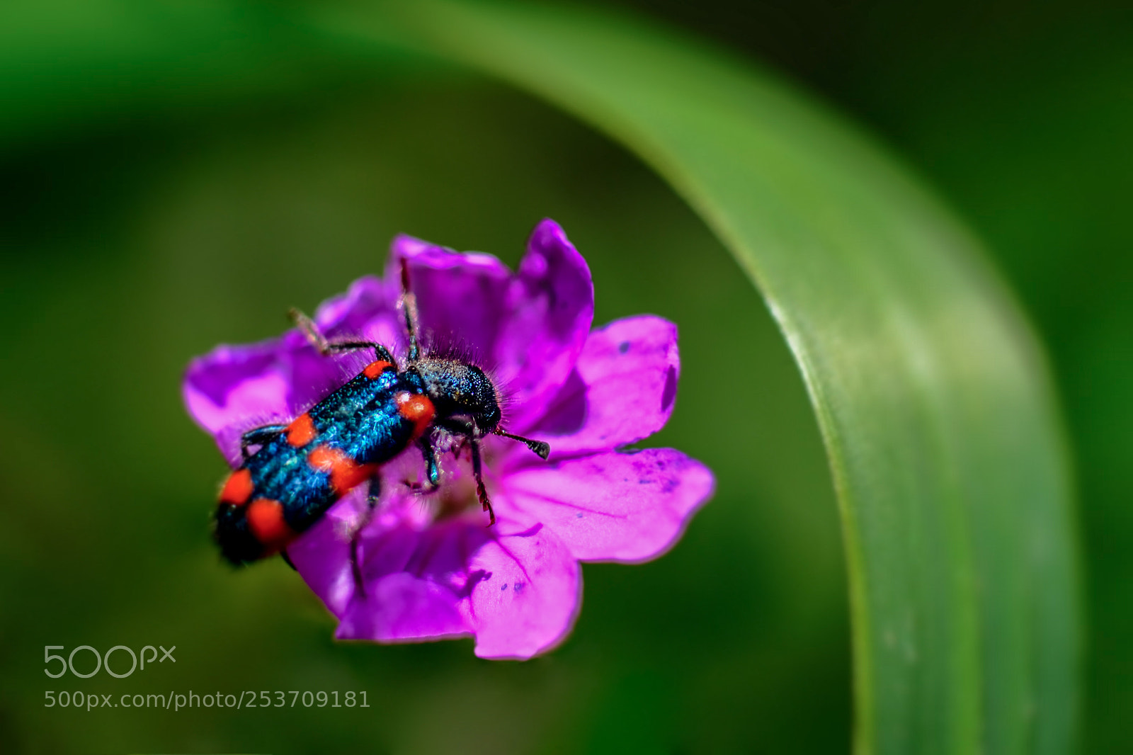 Fujifilm X-T20 sample photo. Insect photography
