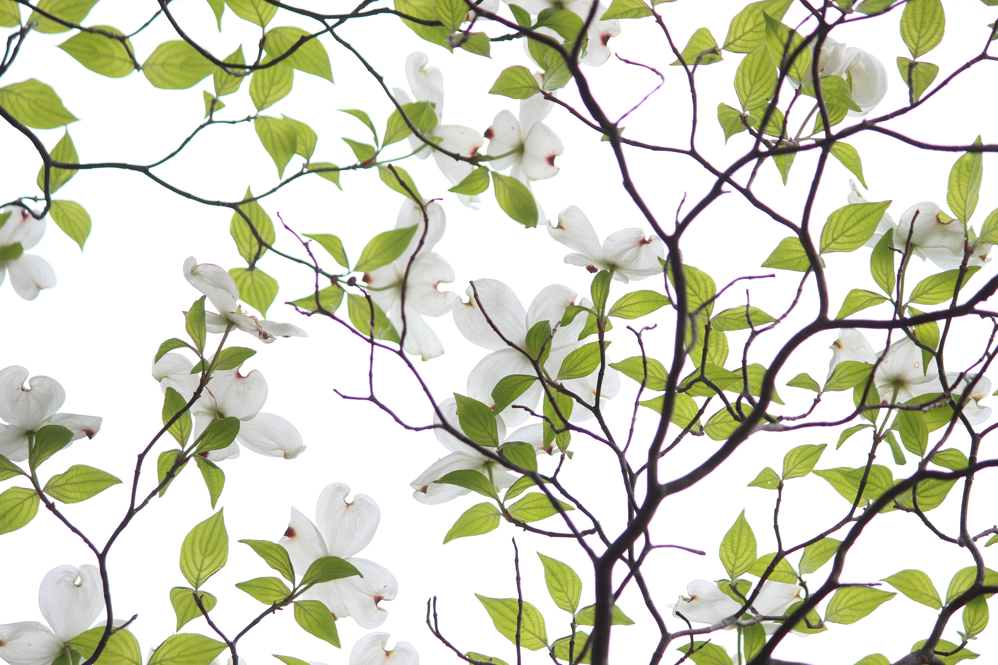Canon EOS 100D (EOS Rebel SL1 / EOS Kiss X7) sample photo. A flower pattern photography