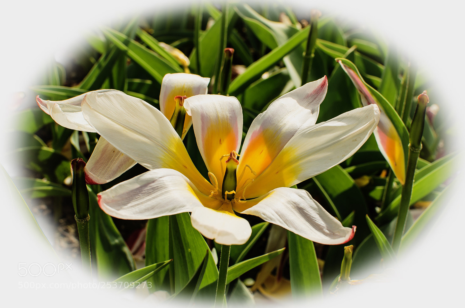 Nikon D5100 sample photo. (nothing but) flower photography