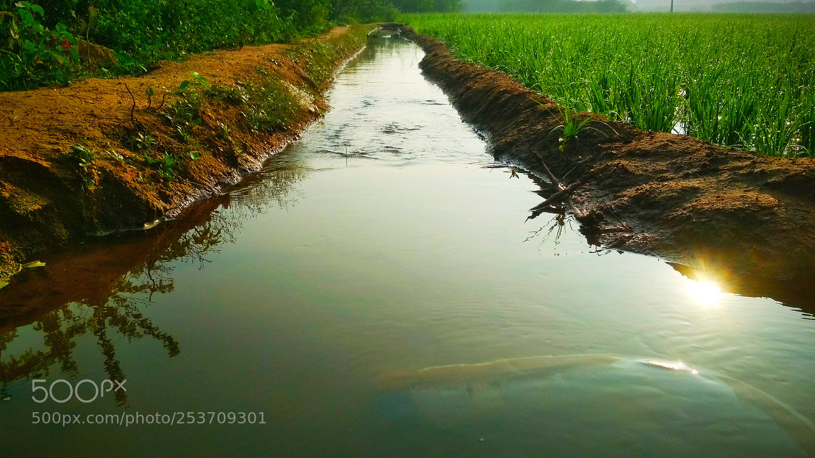 Xiaomi Redmi 4 Pro sample photo. Irrigation to the paddy photography