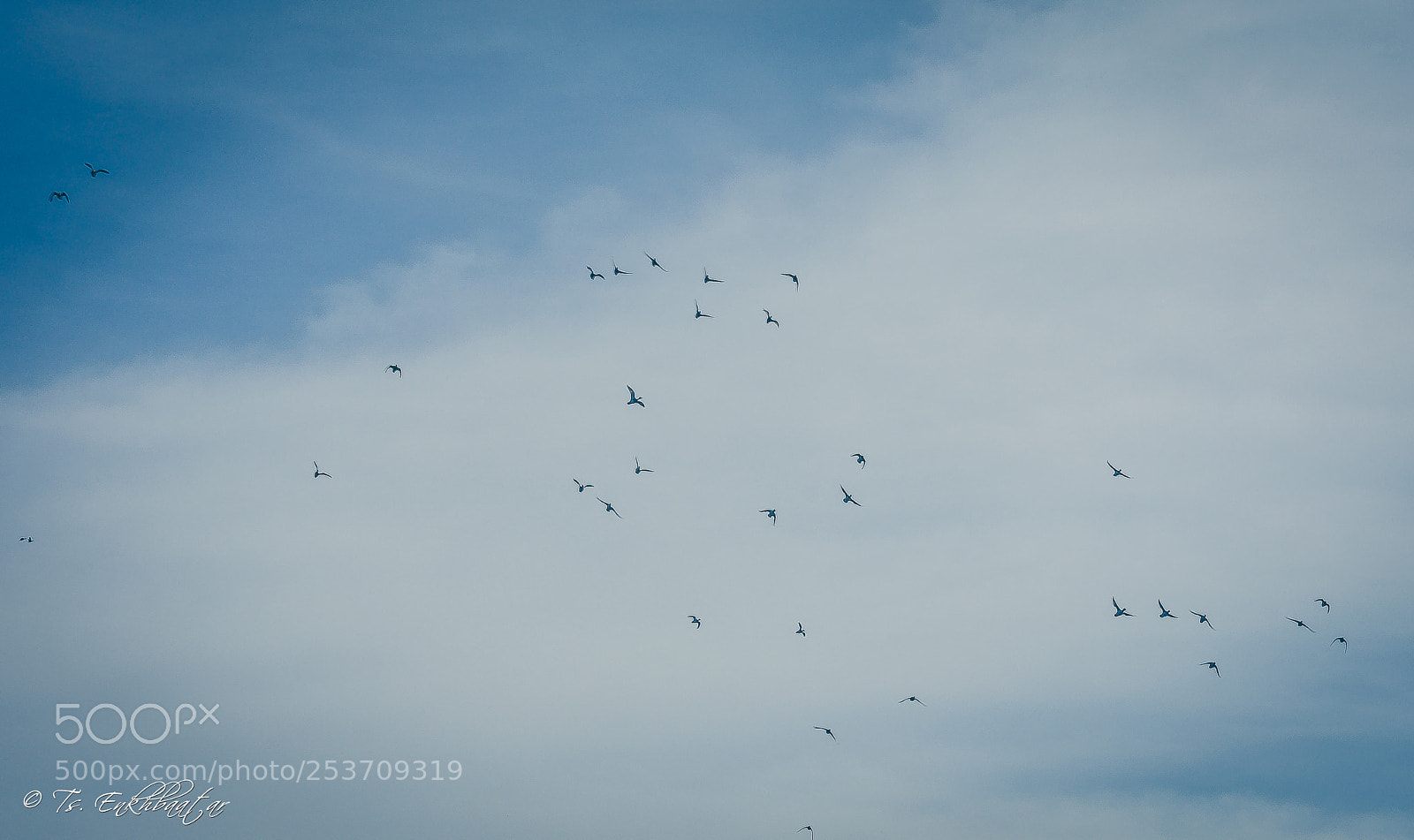 Nikon D5100 sample photo. Flying birds photography