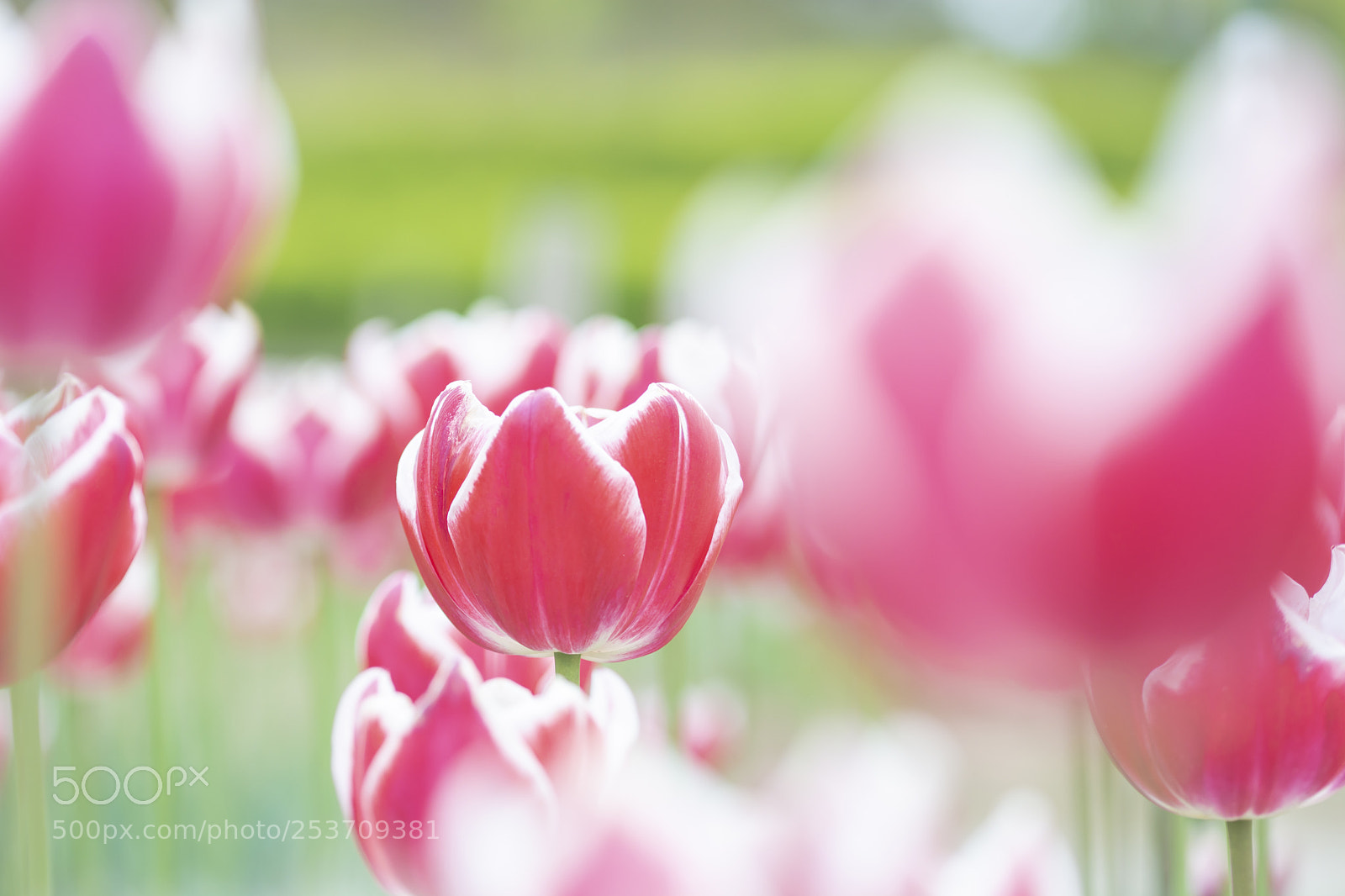 Nikon D7100 sample photo. Tulip photography