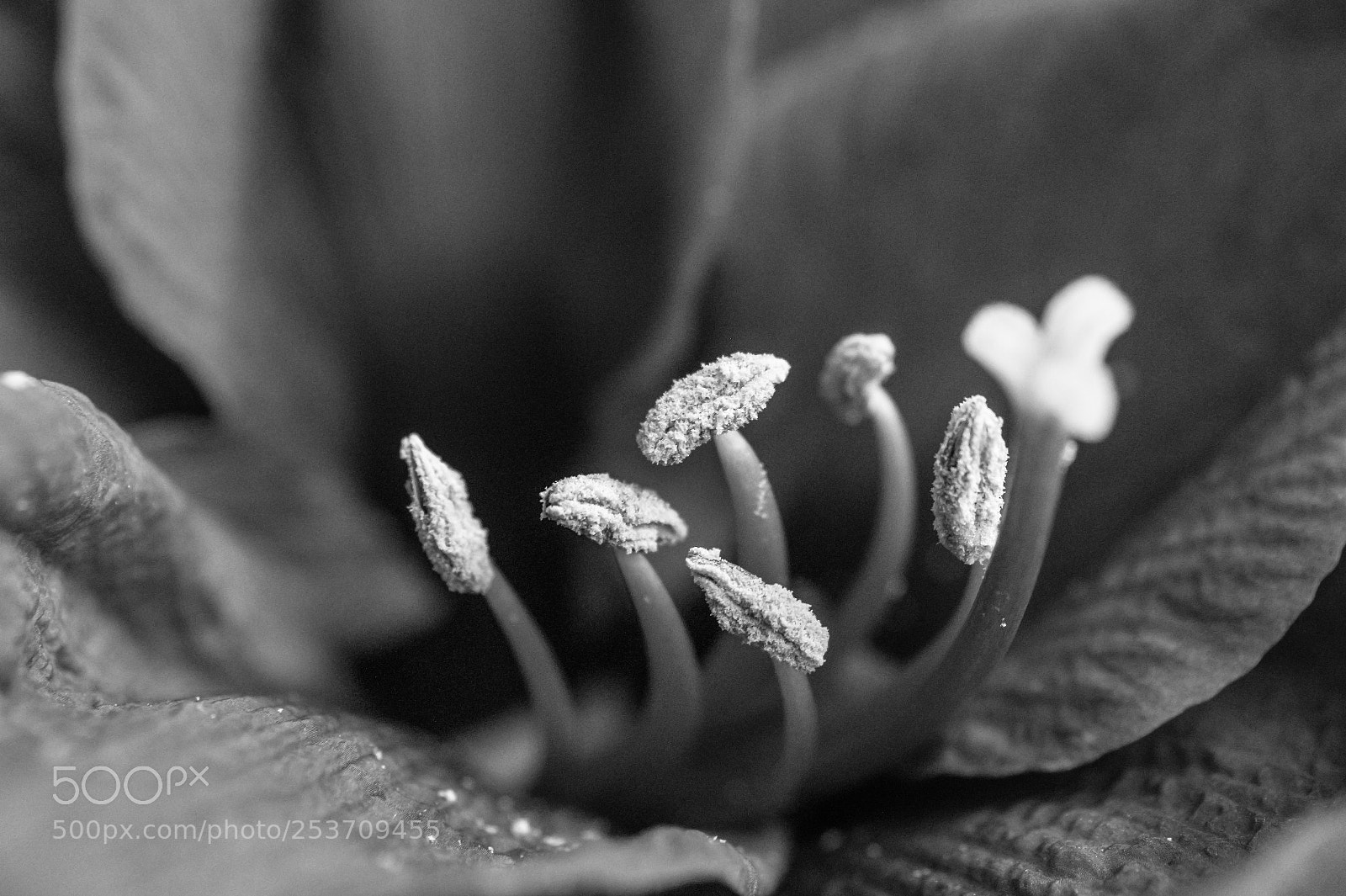 Sony SLT-A58 sample photo. *** amaryllis *** photography