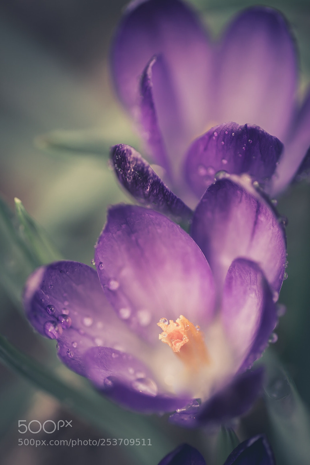 Sony a6000 sample photo. Spring ? photography