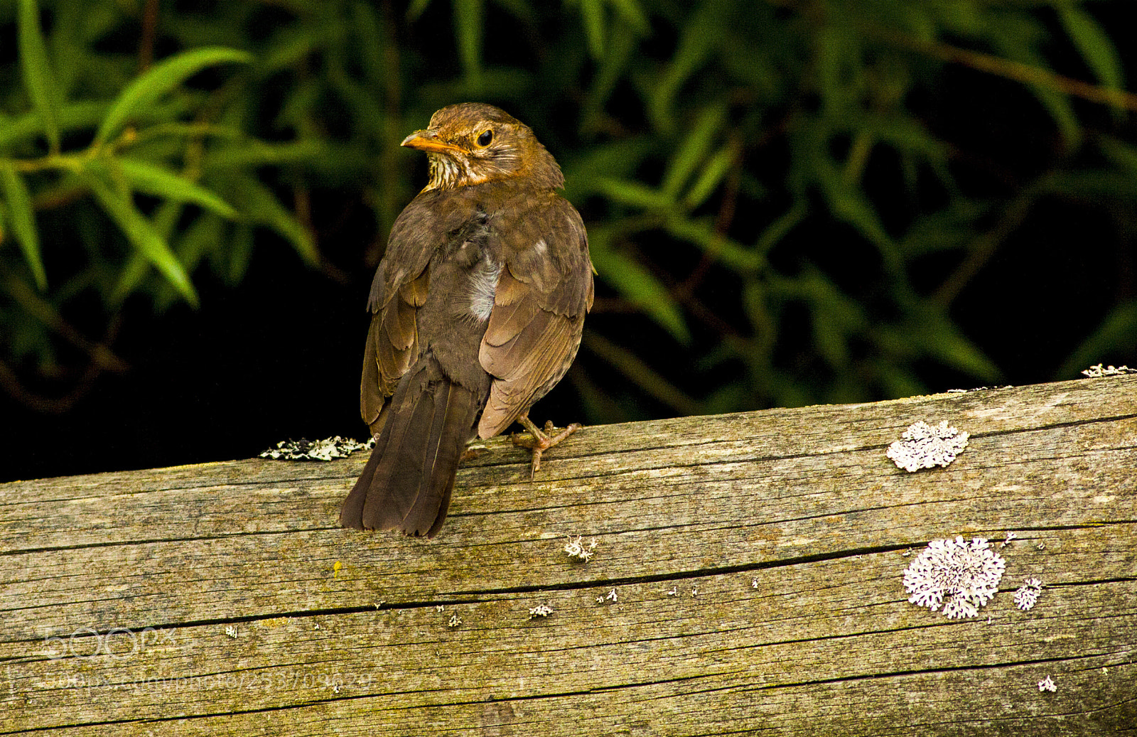 Canon EOS 50D sample photo. A blackbird female amsel photography