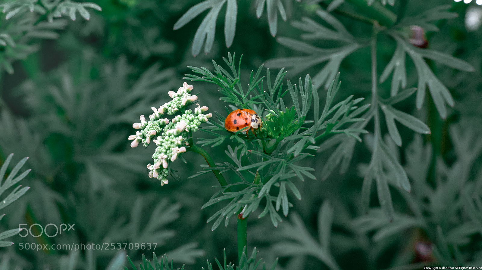 Canon EOS 750D (EOS Rebel T6i / EOS Kiss X8i) sample photo. Insect photography