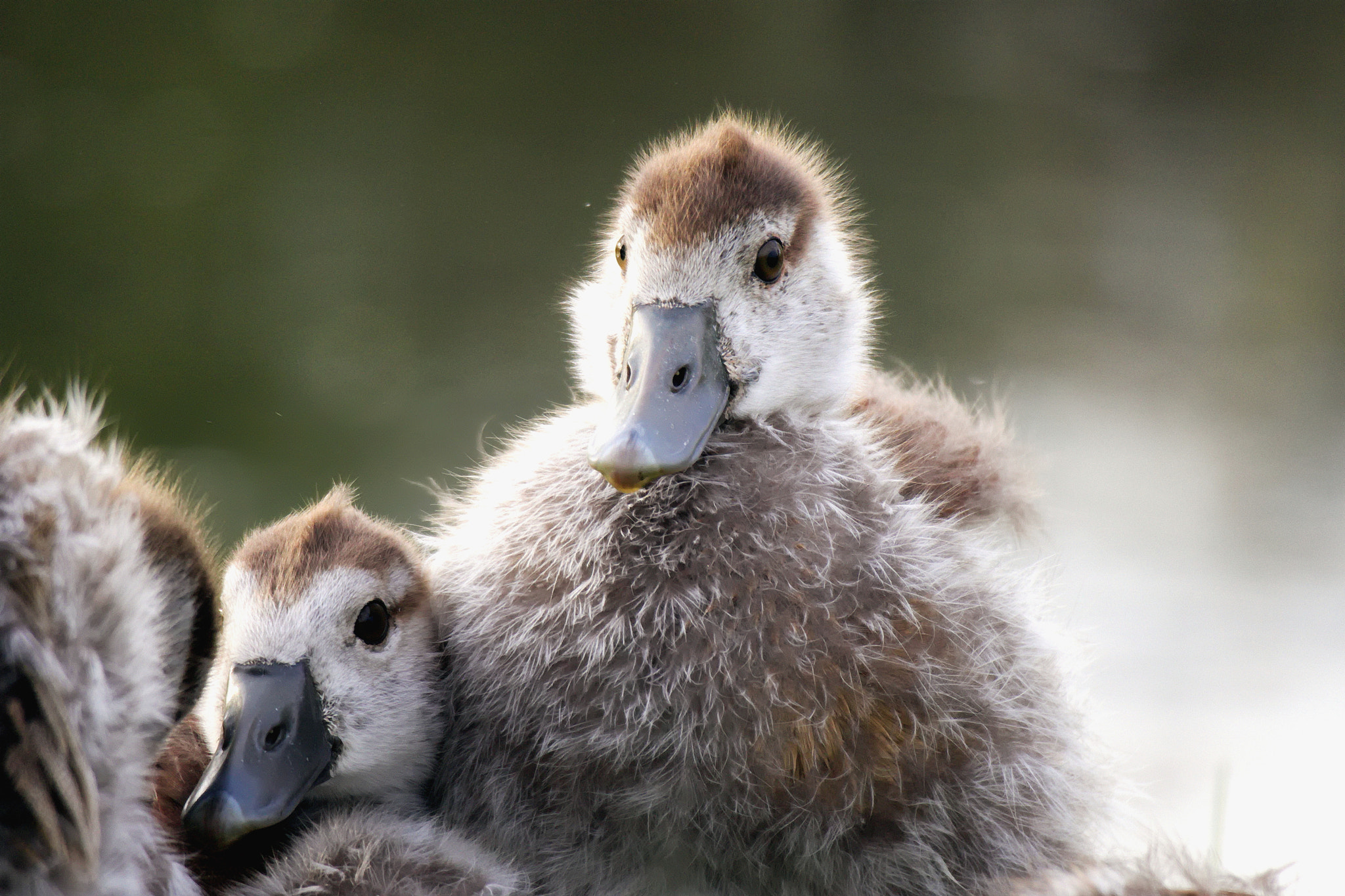 Canon EF-M 55-200mm F4.5-6.3 IS STM sample photo. Baby-wild goose and the cute buddy photography