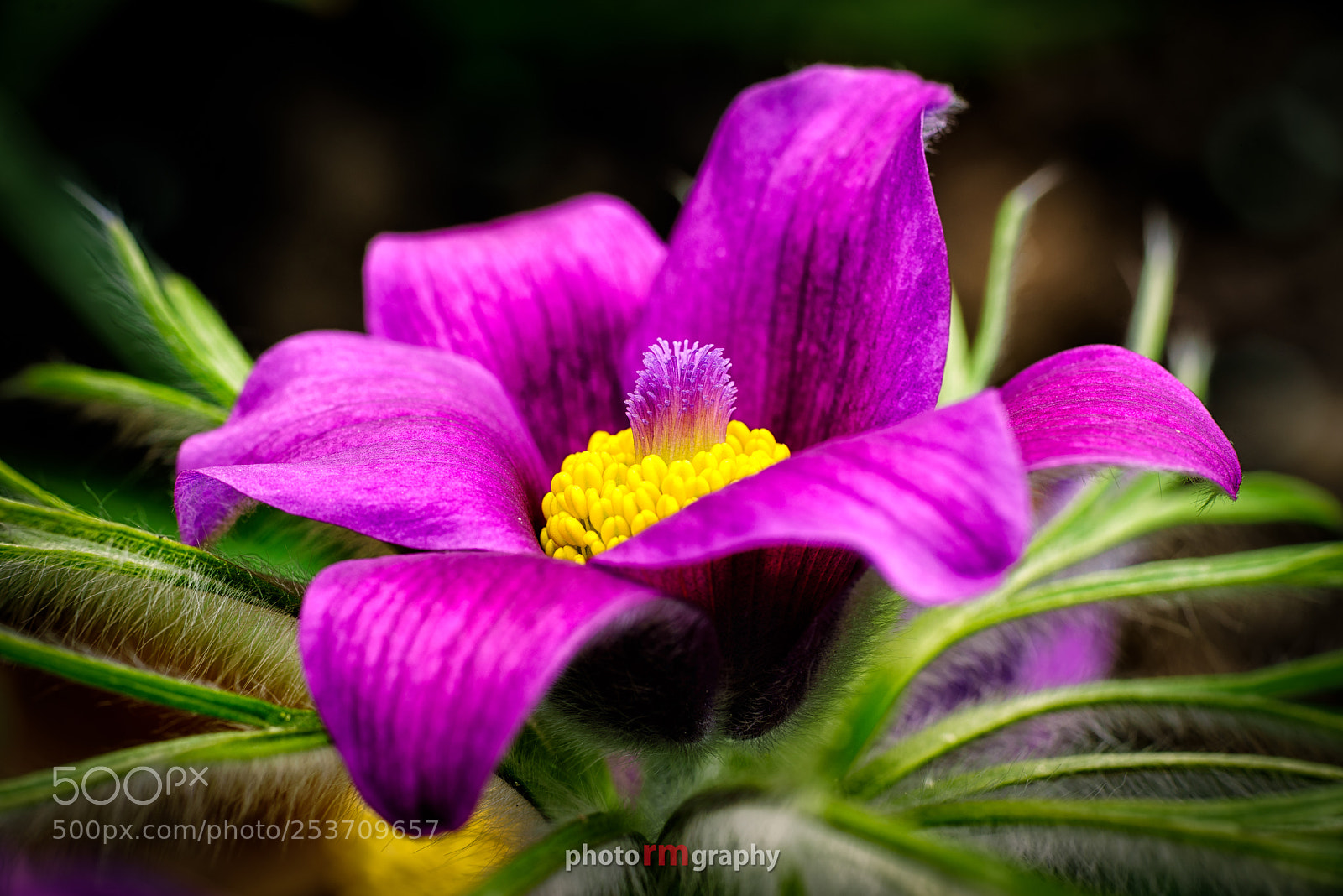 Sony a7R sample photo. Pulsatilla vulgaris photography