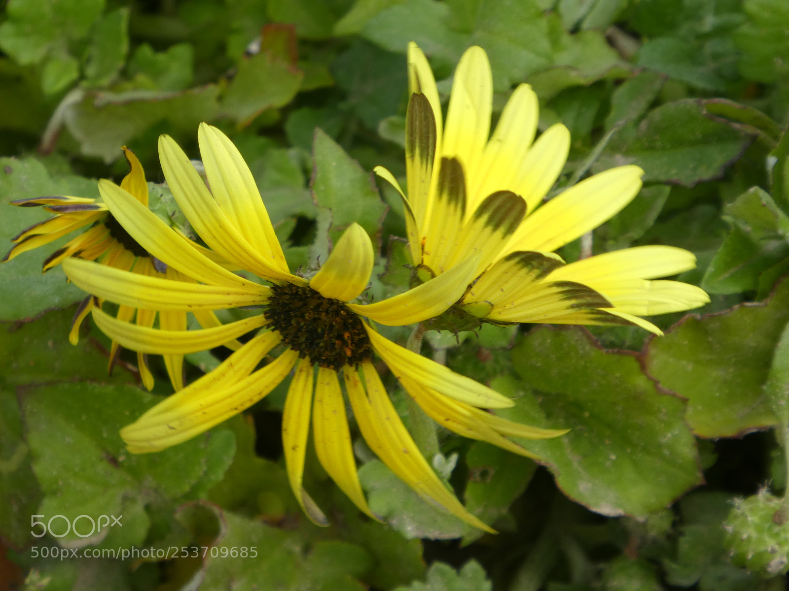 Panasonic DMC-TZ81 sample photo. Margaritas photography