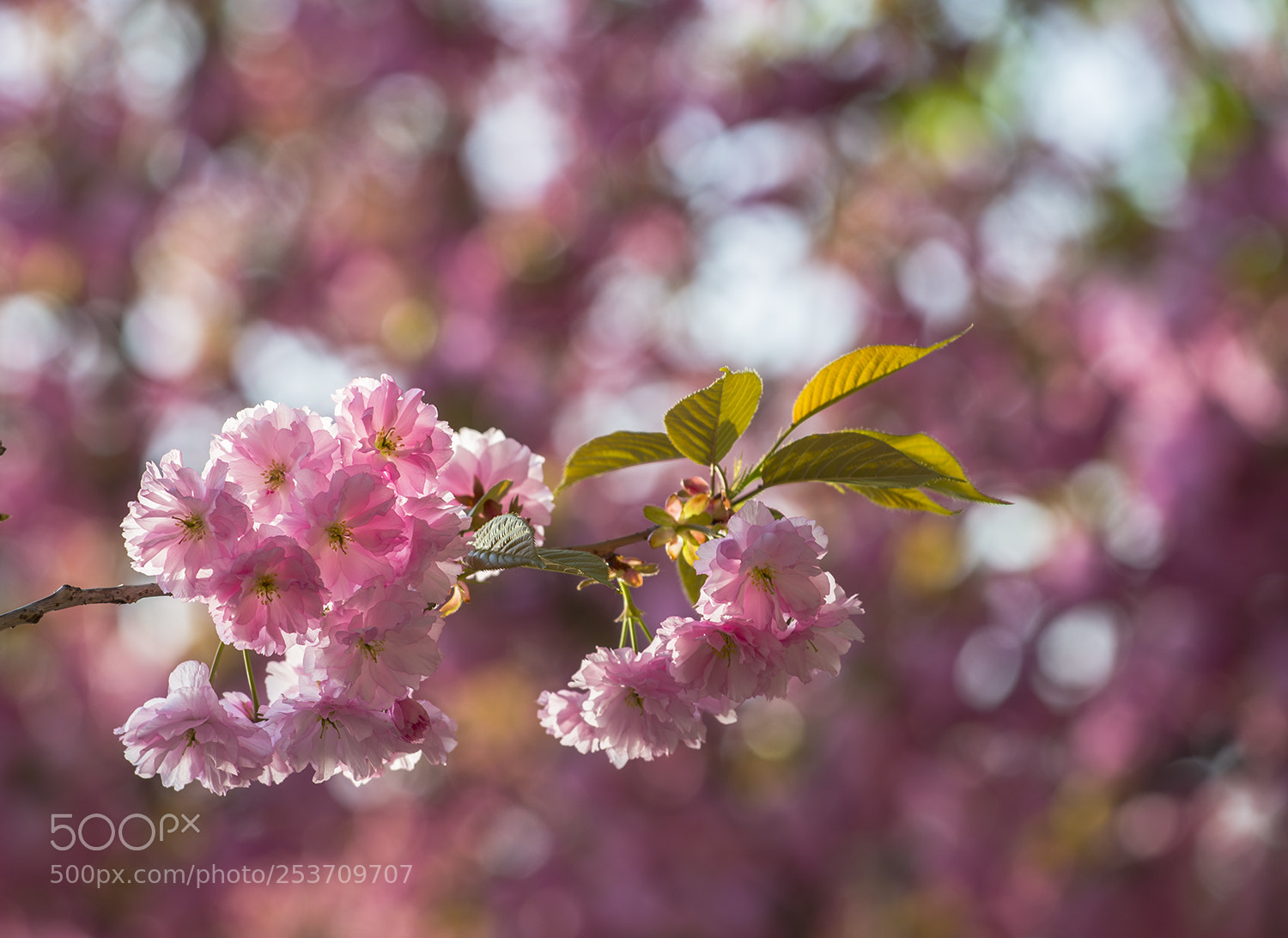 Nikon D610 sample photo. Spring photography