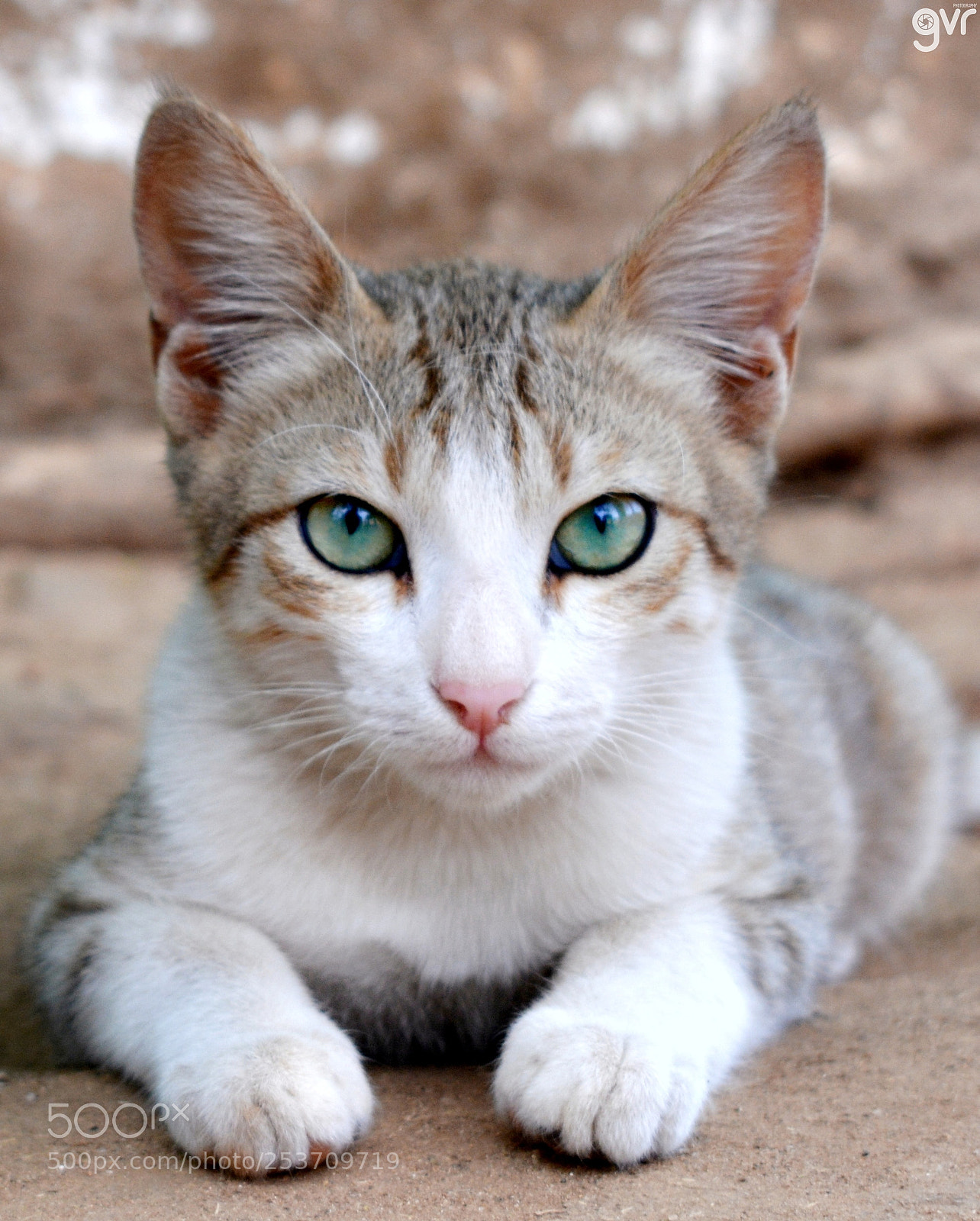 Nikon D5200 sample photo. Look-cat-me-now photography