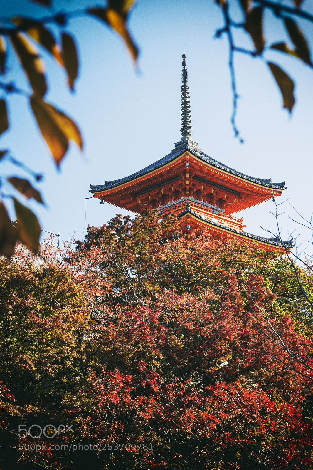 Nikon D610 sample photo. Momiji at its best photography
