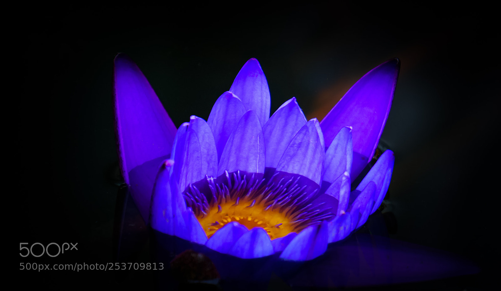 Sony a6000 sample photo. Purple lady photography